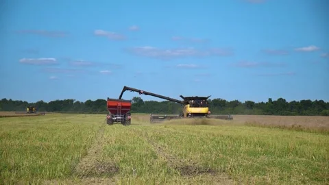 Combine Harvester Unloading Grain Into Tractor Trailer Vídeo Stock 336665564