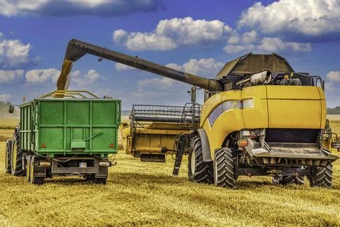 Combine Harvester Unloading Grain into the Tractor on The Agricultural Wheat Stock Photos