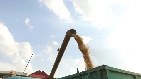 Combine harvester unloading grain into a wagon. Combine harvester grain Stock Footage 78105378