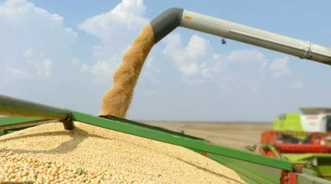 Combine harvester unloading soybean Stock Footage 67539111