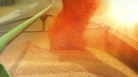 Combine harvester unloading wheat Stock Footage 95996262