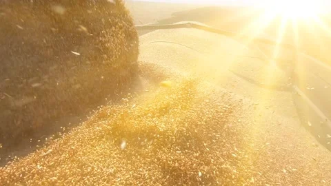 Combine harvester unloading wheat Stock Footage 171966865