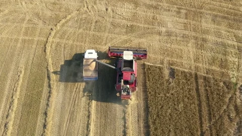 Combine harvester unloading wheat grain into truck at harvest time Stock Footage 314857290