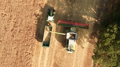 Combine harvester unloading wheat grain into tractor trailer during cereal crop Stock Footage 341333546