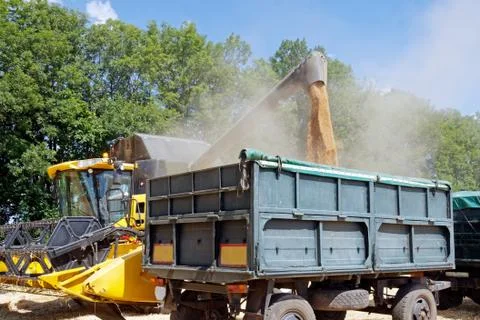 Combine harvester unloading wheat grain into the truck Stock Photos