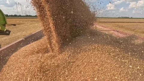 Combine harvester unloading wheat, slow motion Stock Footage 245583006