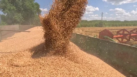 Combine harvester unloading wheat, slow motion Stock Footage 245583187