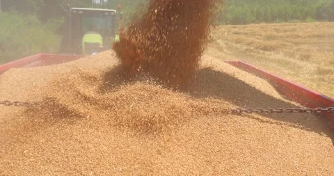 Combine harvester unloading wheat, slow motion Stock Footage 266938435