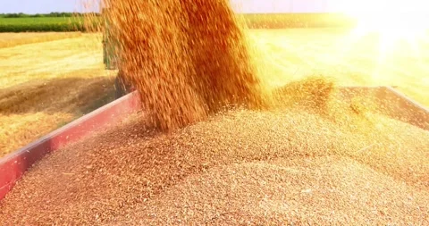 Combine harvester unloading wheat at sunset, slow motion Stock Footage 271627883