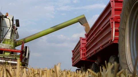 Combine harvester unloading wheat to trailer. Video stock 54596146