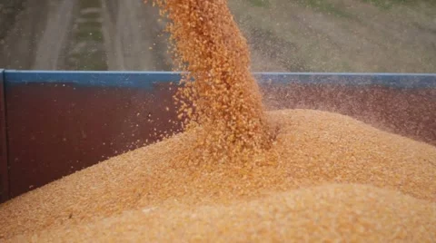 Combine harvester unloads maize corn into trailer Video stock 65722237