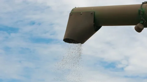 Combine harvester using bin auger to unload wheat kernels Stock Footage 136295647