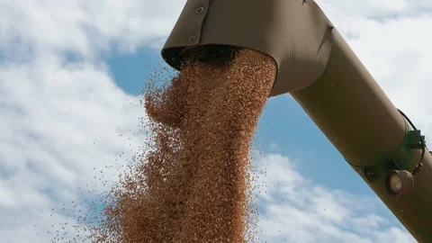 Combine harvester using bin auger to unload wheat kernels Stock Footage 136314184