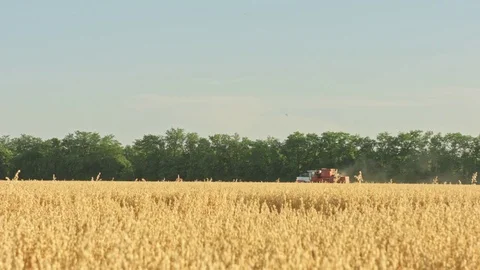 Combine harvester in wheat field Stock-Footage 77637065