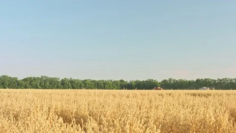 Combine harvester in wheat field Vídeo Stock 77637505