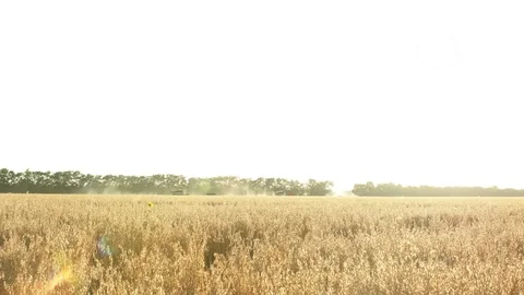 Combine harvester in wheat field Stock Footage 77637968