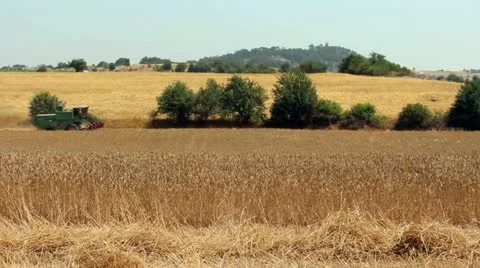 Combine harvester in the wheat field timelapse Stock Footage 12591075