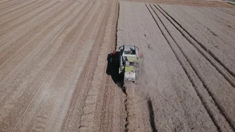 Combine harvester on wheat fields fixe drone video plan from behind Video stock 204975631