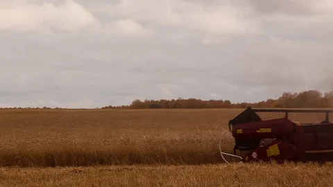Combine harvester. Wheat harvest Видео 73073283
