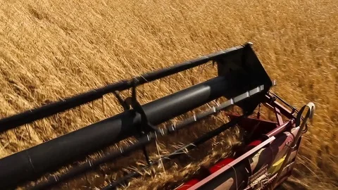 Combine harvester. Wheat harvest Stock Footage 73080171