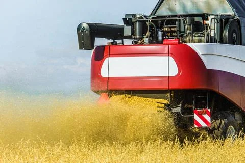 Combine harvester at work. Back view close-up. Stock Photos