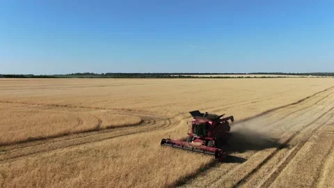 Combine harvester at work on the colza fields, sunny evening, aerial footage, 4k Stock Footage 138002975