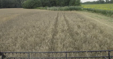 Combine harvester work in the field, 4K slomo Stock Footage 256385798