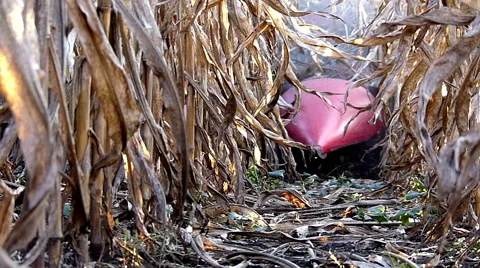 Combine-harvester working in corn field Stock Footage 47848649