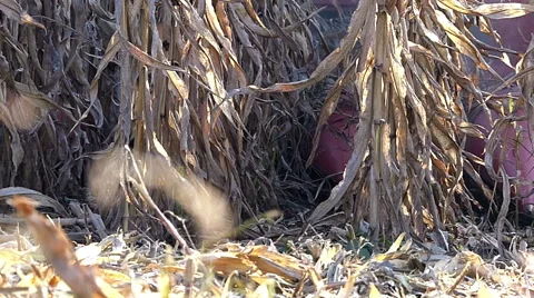 Combine-harvester working in corn field Stock Footage 47849440