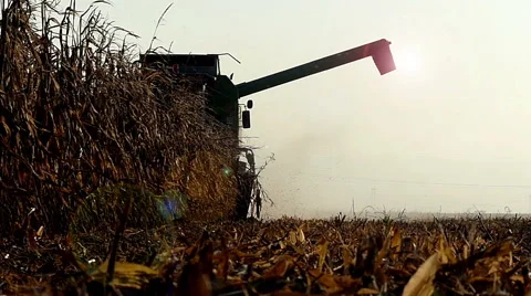 Combine-harvester working in corn field Stock Footage 47849589