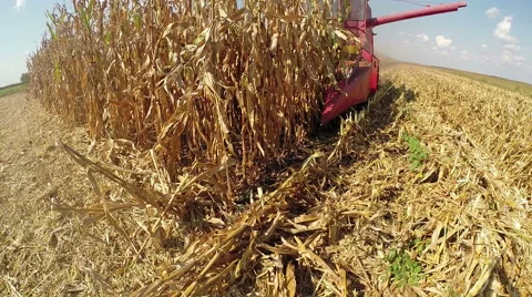 Combine Harvester Working on a Corn Field Stock Footage 68110480