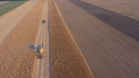 Combine Harvester Working In A Corn Field Stock Footage 241575823