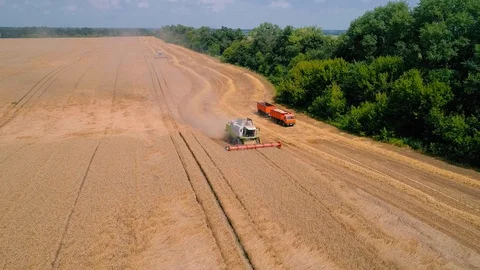 Combine harvester working in the field during the harvest of wheat. Stock Footage 121885609