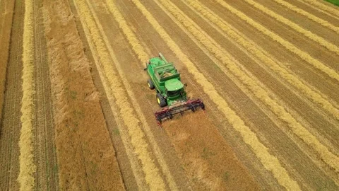 Combine harvester working in field during wheat harvesting. Stock Footage 281116926