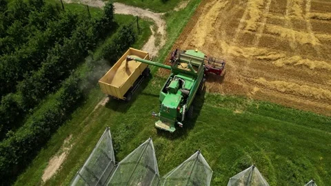 Combine harvester working in field during wheat harvesting. Stock Footage 281117054