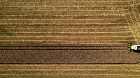 Combine harvester working in field during wheat harvesting. Stock Footage 281119293