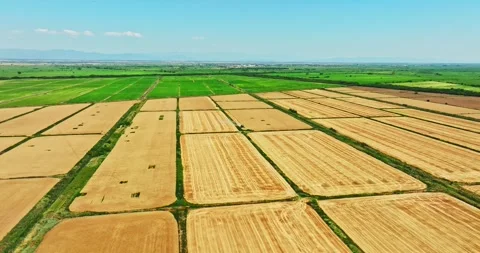 Combine Harvester Working On Large Wheat Farm Aerial Orbit Zoom In Landscape Stock Footage 289416894