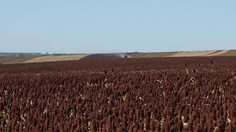 Combine harvester working in a red sorghum field Stock Footage 345003900