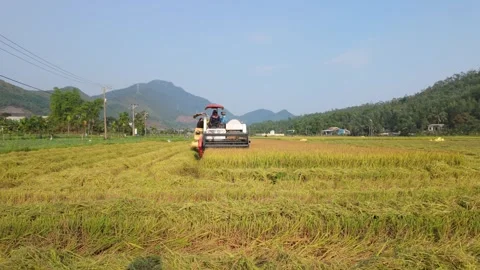 Combine harvester working on rice fields – Da Nang, Vietnam – 2025/04/25 Video stock 307656494