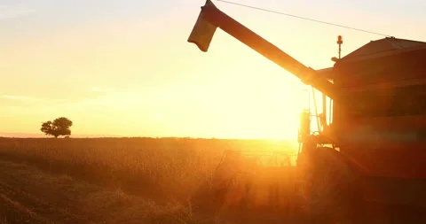 Combine harvester working on soybean field at sunset, slow motion Stock Footage 219952344