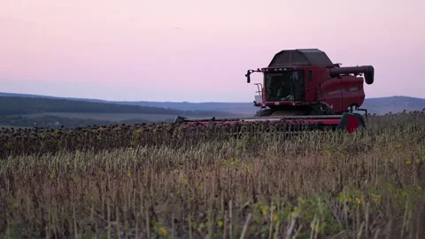 Combine harvester working in a sunflower field during sunset Stock Footage 345680883