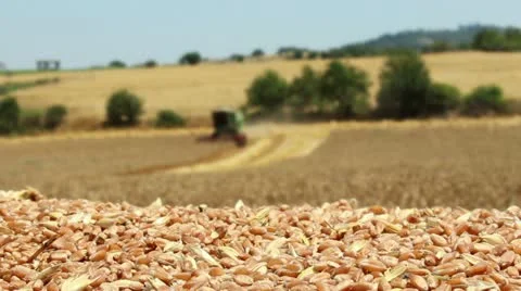 Combine harvester working in wheat field Stock Footage 12579139