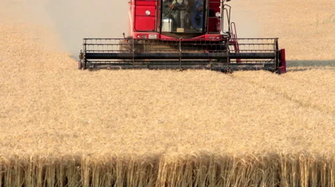Combine Harvester Working a Wheat Field 動画素材 53267673
