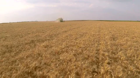 Combine harvester working on wheat field. Aerial footage. Video stock 54632192