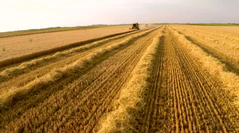Combine harvester working on wheat field. Aerial footage. Stock Footage 54633933