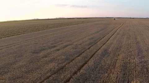 Combine harvester working on wheat field. Aerial footage. Stock Footage 54634239