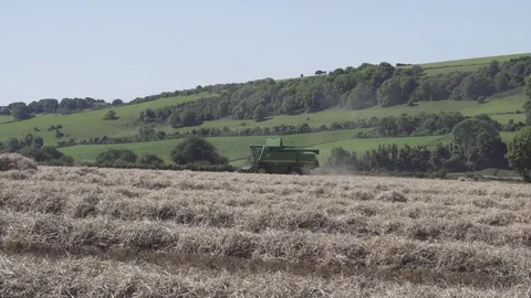 Combine harvester working on a wheat field Video stock 78752864
