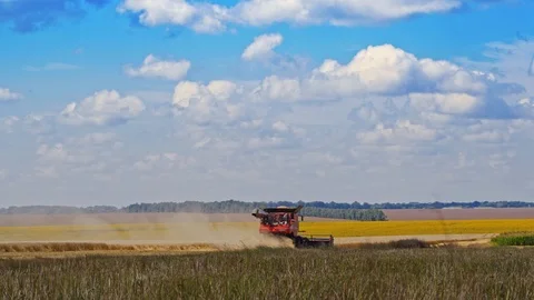 Combine harvester is working at wheat field. Harvesting process Video stock 113349367