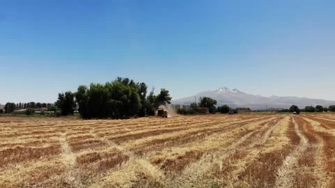 Combine Harvester Working in Wheat Field, Harvest Time Stock Footage 246756777