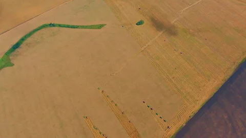 Combine harvesters reaping wheat in a large agricultural field Stock Footage 337010124